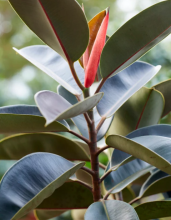 Potted Rubber Plant or Ficus elastica with a thick upright stem, large glossy oval dark green leaves, prominent pale midribs, and a reddish sheath enclosing the newest leaf.