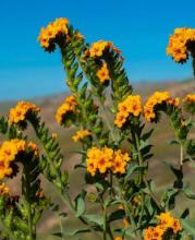 Fiddleneck, Amsinckia species, a bristly yellow-orange wildflower whose curled flower stalks and pyrrolizidine-alkaloid-containing seeds can poison livestock