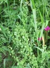 Field Pennycress, Thlaspi arvense, a mustard-family weed with tiny white flowers and flat round notched seedpods containing irritating glucosinolates