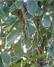 Geranium-Leaf Aralia, Polyscias guilfoylei, with upright woody stems and pinnate glossy green leaves edged and patterned with cream-white variegation
