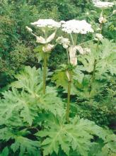 Cow Parsnip, Heracleum maximum, with a tall hairy green stem, enormous three-part lobed leaves, and broad flat clusters of small white flowers