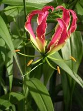 Glory Lily, Gloriosa superba, with climbing stems, glossy leaves ending in curled tendrils, reflexed red-and-yellow flame-shaped flowers, and an elongated forked underground tuber