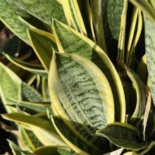 Golden Bird’s Nest Snake Plant, Dracaena trifasciata ‘Golden Hahnii’, forming a compact nest-like rosette of short green leaves with horizontal bands and broad golden-yellow margins