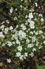 Baby’s Breath, Gypsophila elegans, a floral plant that may cause mild gastrointestinal upset in pets