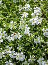 Annual Baby’s Breath or Gypsophila elegans with slender branching green stems, narrow gray-green lance-shaped leaves, and loose airy clusters of larger open five-petaled white or pale pink flowers.