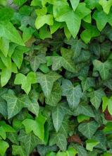 Hahn’s Self-Branching English Ivy, Hedera helix ‘Hahn’s Self-Branching’, with dense branching evergreen stems and small glossy dark green leaves divided into three to five pointed lobes with pale veins
