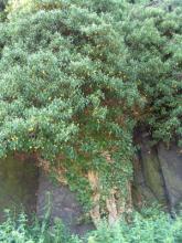 Branching Ivy, Hedera helix, a triterpenoid-saponin toxic ivy plant for pets