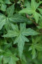 California Ivy, Hedera helix, a triterpenoid-saponin toxic ivy plant for pets
