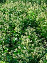 Hedera hibernica