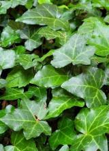 Branching English ivy with trailing woody stems, alternate glossy dark green leaves divided into three to five pale-veined lobes, and dense climbing growth
