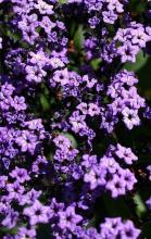 Common garden Heliotrope, Heliotropium arborescens, with wrinkled dark green oval leaves and dense curved clusters of small fragrant violet-purple flowers
