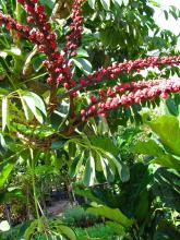 Octopus Tree or Heptapleurum actinophyllum with large glossy palmately compound leaves radiating like umbrella spokes and long red flower spikes extending above the foliage.