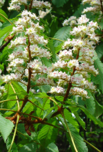 Ohio buckeye (Aesculus glabra) showing opposite palmately compound leaves and a rough green capsule split open to reveal a large glossy brown seed with a pale eye-like scar.