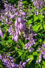 Hosta clump with broad ribbed heart-shaped green and cream-variegated leaves arising from a ground-level crown and tall leafless flower scapes bearing pale lavender bell-shaped flowers.