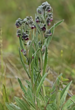 Chinese forget-me-not (Cynoglossum amabile) with hairy gray-green lance-shaped leaves, upright branching stems, and loose sprays of small vivid blue five-lobed flowers.