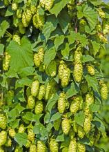 Common hop, Humulus lupulus, with rough twining bines, opposite deeply lobed green leaves, and hanging clusters of pale green papery female hop cones containing yellow lupulin glands