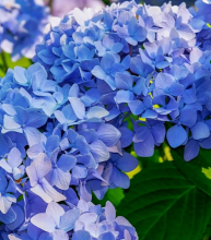 Smooth hydrangea (Hydrangea arborescens) growing as a rounded woodland shrub with opposite toothed green leaves and broad creamy-white flower clusters containing small fertile flowers and larger showy sterile florets.