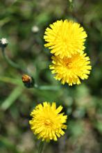 Catsear, Hypochaeris radicata, a false dandelion weed associated with stringhalt in horses