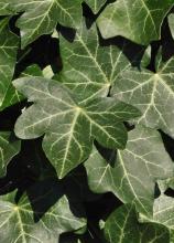 Iberian ivy (Hedera iberica) climbing a tree trunk with broad glossy evergreen juvenile leaves divided into shallow lobes and attached by numerous small aerial rootlets.