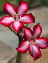 Mature Impala Lily or Desert Rose (Adenium obesum) with a thick swollen gray-green caudex, fleshy branching stems, clusters of glossy leaves, and large pink trumpet-shaped flowers with pale centers.