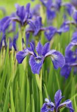 Garden iris with upright sword-shaped green leaves and a large purple flower composed of three upright standard petals and three broad drooping fall petals marked with contrasting veins.