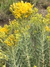 Rayless goldenrod, Isocoma pluriflora, with upright woody-based stems, narrow sticky leaves, and clusters of small yellow rayless flower heads at the stem tips.