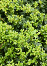 Japanese holly (Ilex crenata) forming a dense evergreen shrub with many small glossy oval leaves, inconspicuous pale flowers, and round black fruits tucked beneath the foliage.
