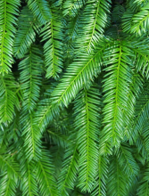 Japanese yew (Taxus cuspidata) evergreen shrub with flat dark-green pointed needles, reddish-brown scaly stems, and bright-red cup-shaped arils partially surrounding hard brown seeds.