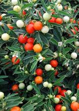 Jerusalem cherry (Solanum pseudocapsicum) with glossy dark-green lance-shaped leaves, small white star-shaped flowers, and round yellow, orange, and bright-red tomato-like fruits growing on a compact bushy plant.