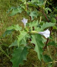 Jimsonweed (Datura stramonium), an upright branching annual with large irregularly toothed leaves, white trumpet-shaped flowers, and egg-shaped green seed capsules covered with sharp spines.