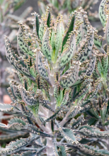 Mother-In-Law Plant or Kalanchoe delagoensis, an upright succulent with narrow tubular gray-green leaves marked by dark reddish-brown patches, small plantlets clustered at the leaf tips, and a tall terminal cluster of drooping orange-red tubular flowers.