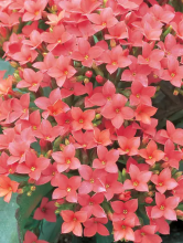 Kalanchoe succulent with thick fleshy green leaves and dense clusters of small brightly colored flowers, shown with leaf-edge plantlets characteristic of some Mother-of-Millions and Mother-of-Thousands species.