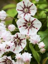 Bog Laurel, Kalmia poliifolia, a grayanotoxin-containing toxic plant for pets and livestock