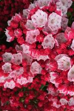 Mountain Laurel or Kalmia latifolia, a dense broadleaf evergreen shrub with glossy leathery oval leaves and rounded spring flower clusters containing white to pink bowl-shaped flowers marked with darker dots and ten small pockets holding the curved stamens.
