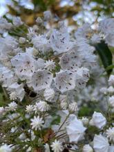 Sheepkill or Mountain Laurel, Kalmia latifolia, growing as a dense evergreen shrub with glossy leathery oval leaves and rounded clusters of pale pink to white five-sided cup-shaped flowers marked with dark rose dots and hooked stamens.