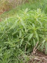 Kochia (Bassia scoparia), a dense upright annual weed with many fine branches, narrow gray-green hairy leaves, inconspicuous green flowers, and foliage turning red to burgundy before the mature plant breaks loose as a tumbleweed.