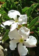 Kudu lily (Adenium multiflorum), a leafless succulent shrub with swollen gray branching stems and numerous five-petaled white flowers sharply edged and striped with pink, crimson, or red.