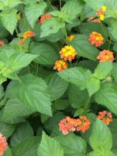 Lantana camara shrub with rough opposite toothed leaves, angular prickly stems, rounded clusters of small yellow orange pink and red tubular flowers, and berry-like fruits changing from green to glossy purple-black.