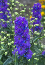 Tall Larkspur with deeply divided palmate leaves and an upright flower spike bearing blue-purple blossoms with distinctive backward-pointing spurs.