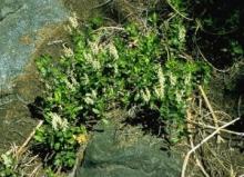 Black Laurel, Leucothoe davisiae, a grayanotoxin-containing toxic plant for pets and livestock