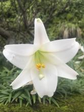 Easter Lily, Lilium longiflorum, a true lily that can cause life-threatening acute kidney failure in cats