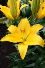 Lilium x asiatica.jpg
