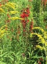 Cardinal Flower or Lobelia cardinalis growing as a tall upright wetland wildflower with alternate toothed lance-shaped leaves and a terminal spike of vivid scarlet tubular flowers, each with three prominent lower lobes and two smaller upper lobes.