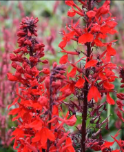 Indian Pink as the alternate name for Cardinal Flower, Lobelia cardinalis, with alternate toothed lance-shaped leaves and vivid scarlet two-lipped tubular flowers arranged along a tall terminal spike