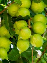 Macadamia nuts showing creamy round kernels beside extremely hard dark-brown shells and green outer husks from a Macadamia integrifolia tree.