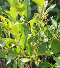 Maleberry or Lyonia ligustrina, a multi-stemmed deciduous wetland shrub with oval glossy green leaves, small white urn-shaped flowers in narrow clusters, and persistent round brown woody capsules rather than fleshy edible berries.