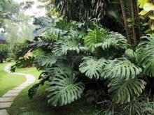 Mexican Breadfruit Plant