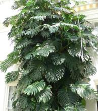 Cutleaf Philodendron, Monstera deliciosa, a calcium oxalate-containing aroid houseplant toxic to dogs and cats