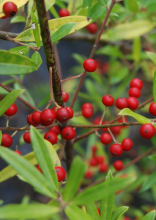 Myrtle Holly or Ilex myrtifolia, an evergreen wetland shrub or small tree with slender gray branches, narrow smooth-edged lance-shaped leaves, small greenish-white flowers, and clusters of small red or occasionally yellow holly fruits.