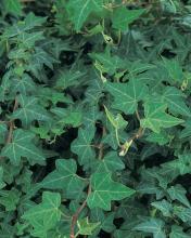 Needlepoint English Ivy with trailing green vines and small dark-green leaves divided into narrow sharply pointed lobes